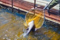 Worker of a fish farm is taking sturgeon out from a tank for further caviar production with a big net Royalty Free Stock Photo