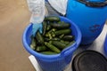 Worker of food processing plant taking zucchini