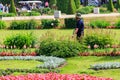 Worker gardener watering plants and flowers in lower park of Peterhof in St. Petersburg, Russia