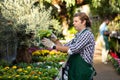 Worker of gardening store checking blooming calendula in pots