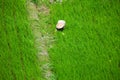 Worker in green rice field Royalty Free Stock Photo