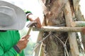 Worker hammering a nail on wooden stick making tree stake Royalty Free Stock Photo