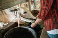 a worker hand feeds the cow using a bucket