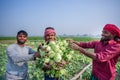 A worker hands are full of turnip at Savar, Dhaka, Bangladesh