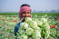 A worker hands are full of turnip at Savar, Dhaka, Bangladesh