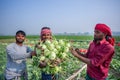 A worker hands are full of turnip at Savar, Dhaka, Bangladesh