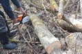 Worker hands with petrol chainsaw cutting trees. Man with gasoline petrol chain saw tree cutting in the forest Royalty Free Stock Photo