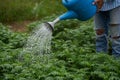 Worker hands watering young Marigold flower with watering can i