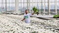 Worker harvesting colorful chrysanthemums in a Dutch greenhouse