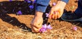 Worker harvesting crocus in a field at autumn