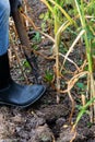 Worker harvesting garlic plants in the garden, vegetables harvested by woman in farmers field