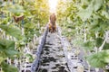 Worker harvesting melon in greenhouse melon farm