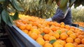 Worker harvesting oranges, picking fresh fruits, selecting good one Royalty Free Stock Photo