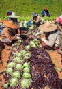 Worker harvesting organic vegetable in agriculture plantation