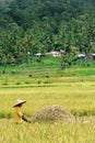 Worker during harvesting paddy season