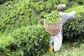 Worker Harvesting Tea Leaves