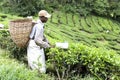 Worker Harvesting Tea Leaves