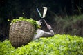 Worker Harvesting Tea Leaves