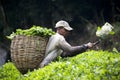 Worker Harvesting Tea Leaves