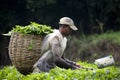 Worker Harvesting Tea Leaves