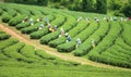 Worker harvesting tea