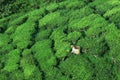 Worker Harvesting tea, top view