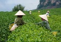 Worker havesting tea leaf on plantation Royalty Free Stock Photo