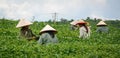 Worker havesting tea leaf on plantation in Moc Chau Royalty Free Stock Photo