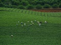 Worker havesting tea on plantation in Moc Chau Royalty Free Stock Photo