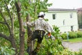 A worker with a helmet works at a height in the trees. Climber on a white background. Arborist man cuts branches with a chainsaw