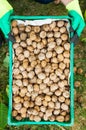Worker holding box of fresh picked walnuts Royalty Free Stock Photo