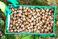 Worker holding box of fresh picked walnuts Royalty Free Stock Photo