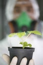 Worker Holding Potted Plant Royalty Free Stock Photo