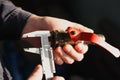 Plumber measures the diameter of the pipe with a caliper tap for plumbing Royalty Free Stock Photo