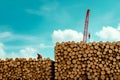 Worker inspecting stacked timber logs at lumberyard with crane against blue sky Royalty Free Stock Photo