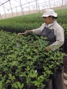 Worker irrigates the orange seedlings