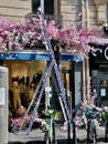 Worker on ladder fixes sprays of pink and white flowers over clothing shop window in Paris