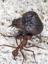 A leaf-cutter ant carrying a fruit part