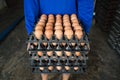 Worker life sort egg panel in wholesale market Royalty Free Stock Photo