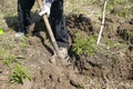 Worker male farmer man planting transplanting digging out birch tree from soil, ground with shovel in garden, forest in spring or