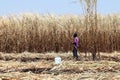 Worker man in sugarcane farm, sugarcane plantation burn and worker, sugarcane plantations farm, workers are cutting sugar cane, su