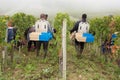 Worker man woman cutting the grapes during harvesting time