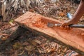 The worker manually processes the tree trunk and gouges with a simple trough tool. Heavy and demanding work with freshly cut trunk