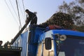 Worker move bamboo pole on the truck