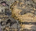 Worker and nasute termites on wood Royalty Free Stock Photo