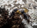 Worker Odontoponera denticulata ants eating honey