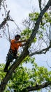 Worker in orange shirt in tree cutting off dead branches Royalty Free Stock Photo