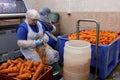Worker peeling carrot in a food processing plant Royalty Free Stock Photo