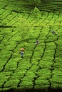 Worker picking tea leaves in Tea plantation Royalty Free Stock Photo