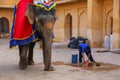 Worker picking up elephant poop in Jaleb Chowk main courtyard